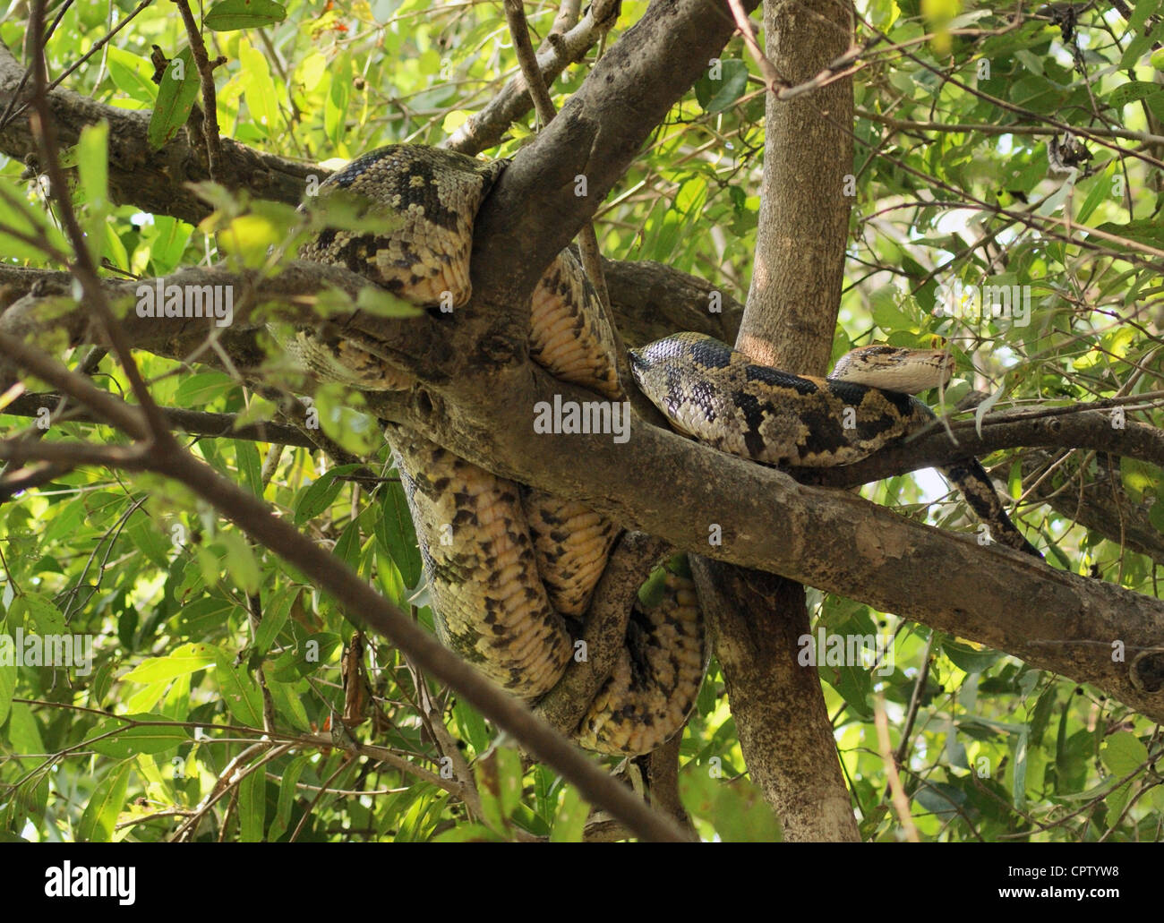 Snake denominato python indiano in un albero si vede in India Foto Stock