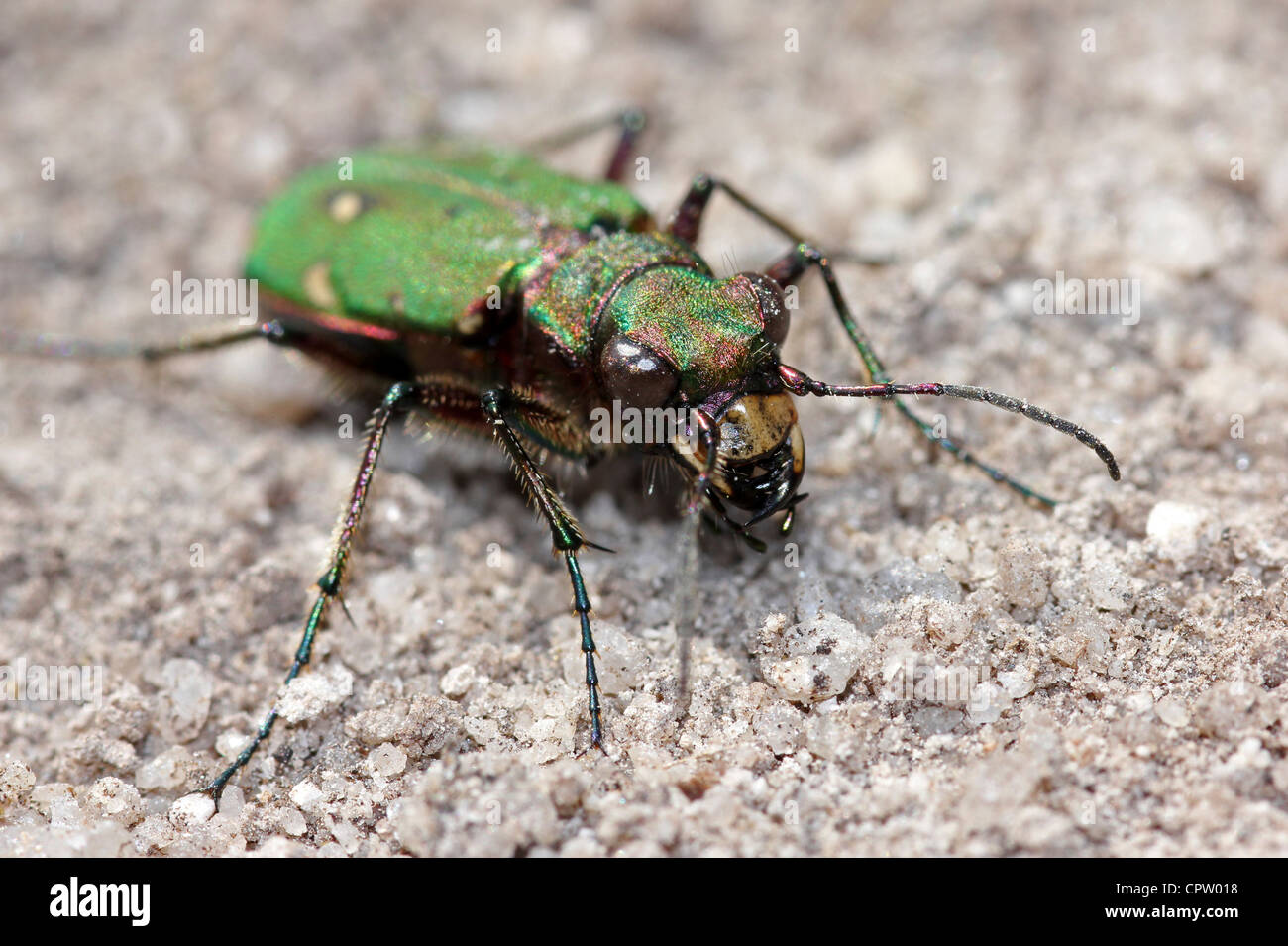 Green Tiger Beetle Cicindela campestris Foto Stock