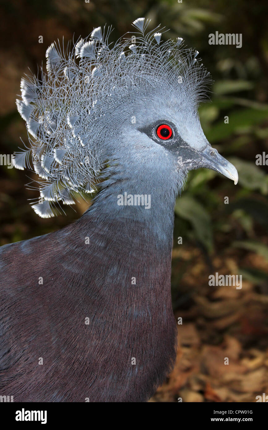 Victoria incoronato Pigeon Goura victoria Foto Stock