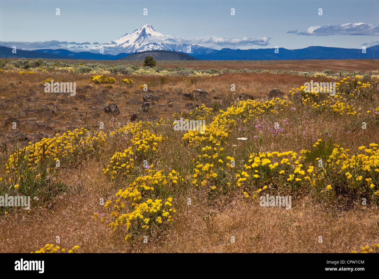 Wasco County, Oregon: fiori su erba corta prairie con Del Monte Cofano all'orizzonte Foto Stock