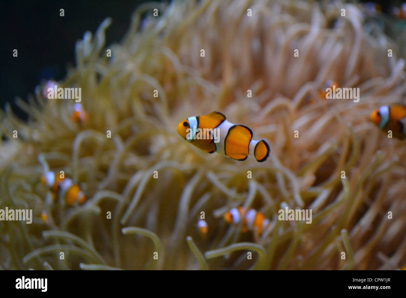 Alla ricerca di Nemo Foto Stock