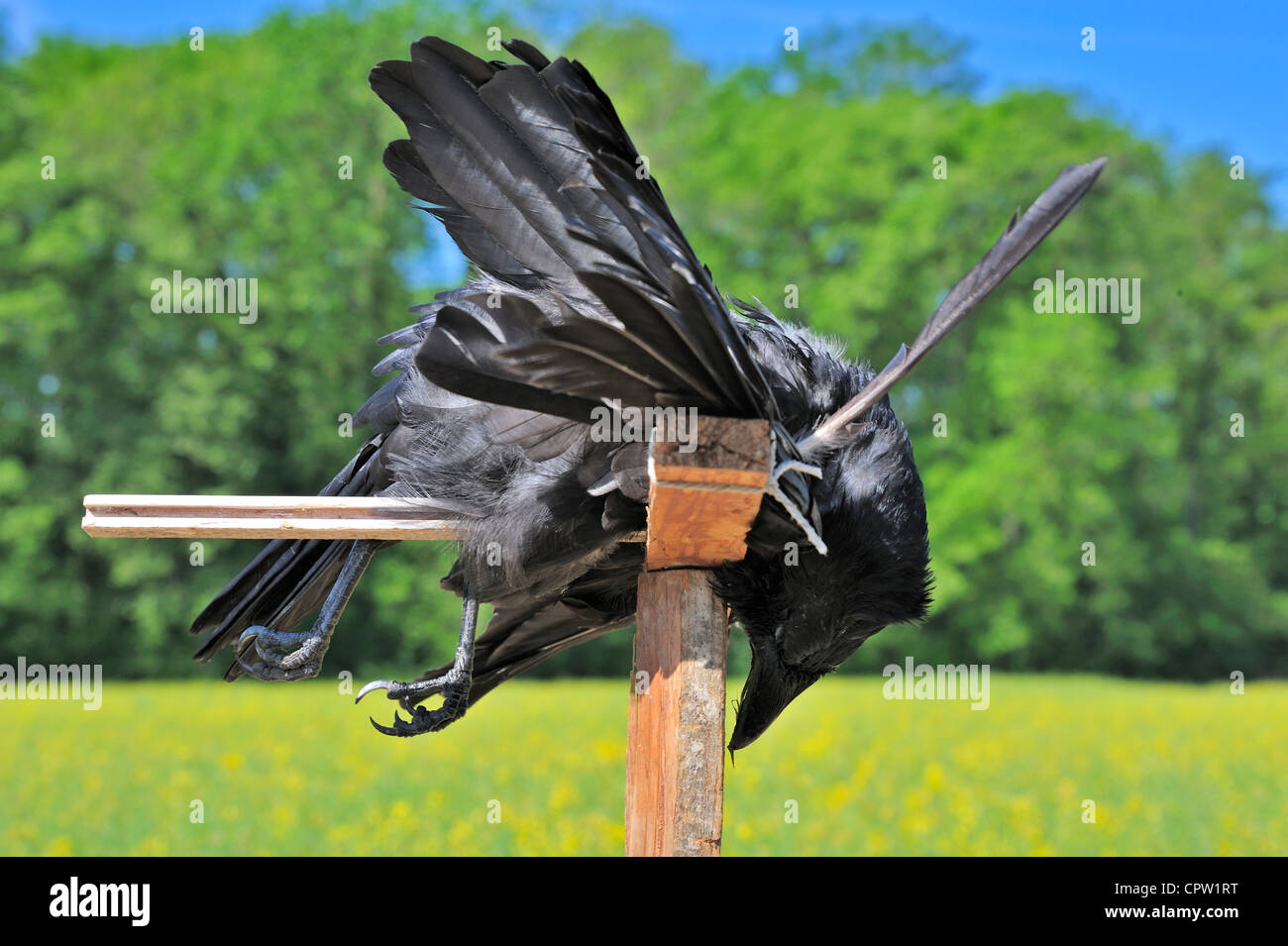 Morto un corvo legato ad un palo in una Svizzera del contadino, campo per spaventare gli altri crows Foto Stock