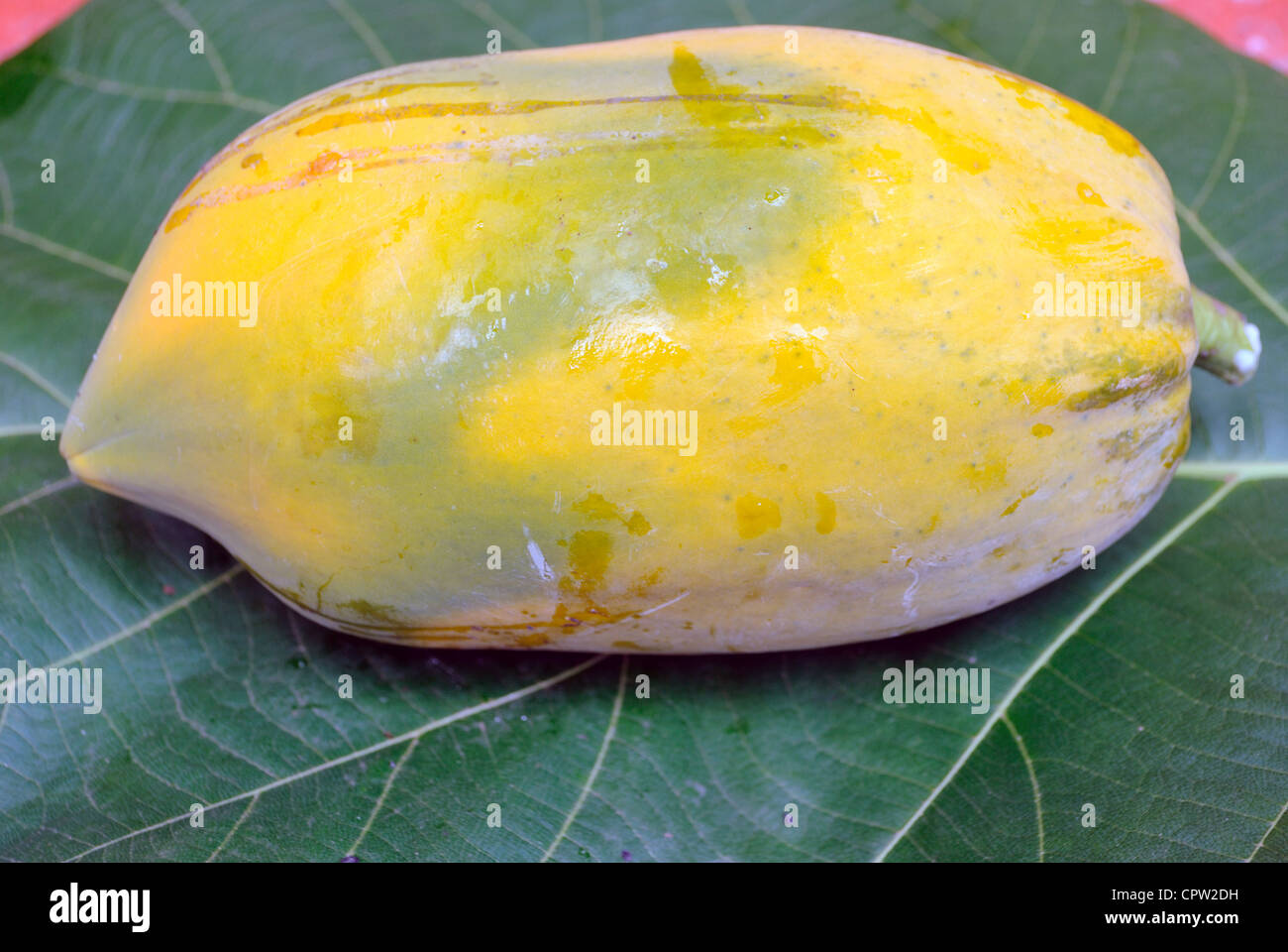 Una Papaia Frutti in una foglia di teak.Paw Paw, albero melone, (Garcia papaya) Foto Stock