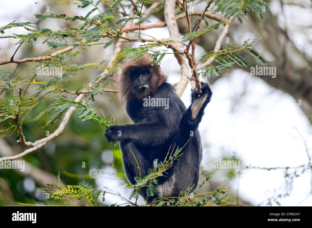 Nilgiri langur masticare una foglia in un acrobatico pongono,del Periyar riserva della tigre ,Kerala Foto Stock