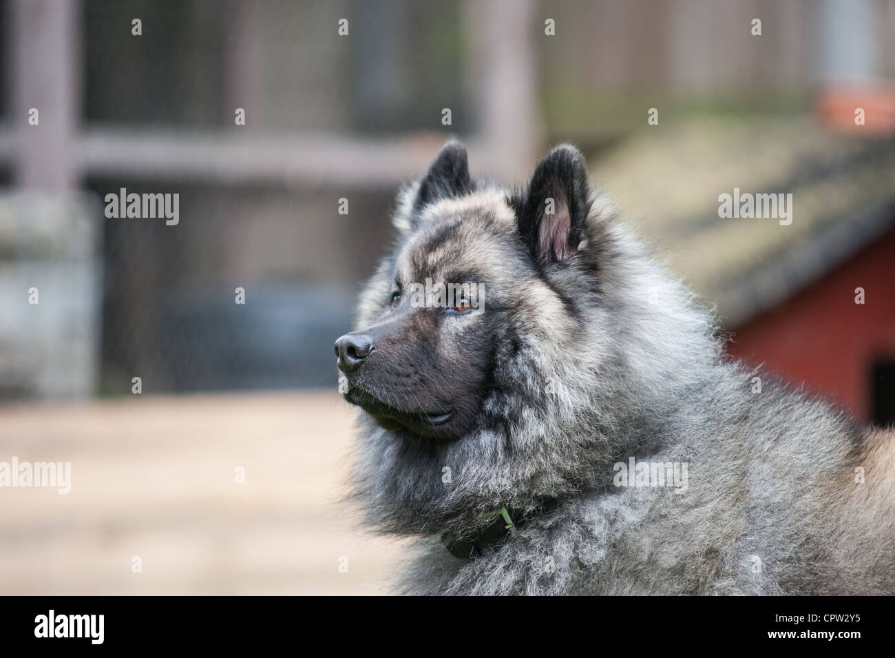 Eurasier cane Foto Stock