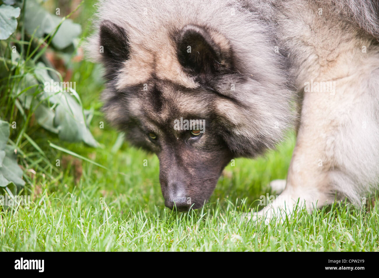 Cane Eurasier sniffing erba cercando maliziosa. Foto Stock