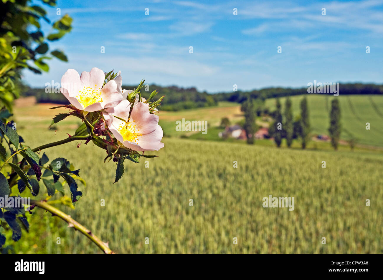Selvatica rosa canina e un campo di mais - Indre-et-Loire, Francia. Foto Stock