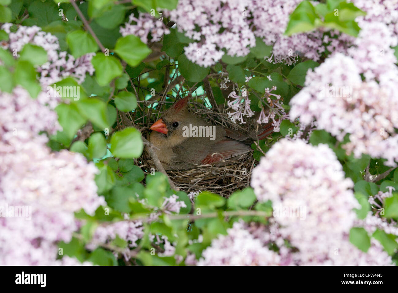 Uccello cardinale del Nord songbird nel nido incubando le uova nidificando nei fiori viola del lilla fioritura Foto Stock
