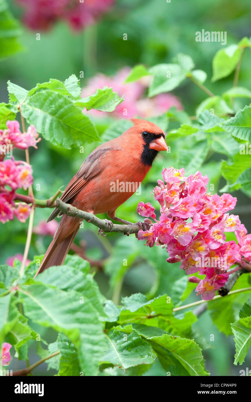 Uccello cardinale del Nord songbird arroccato in fiori di castagno rosso fioritura dei fiori - verticale Foto Stock