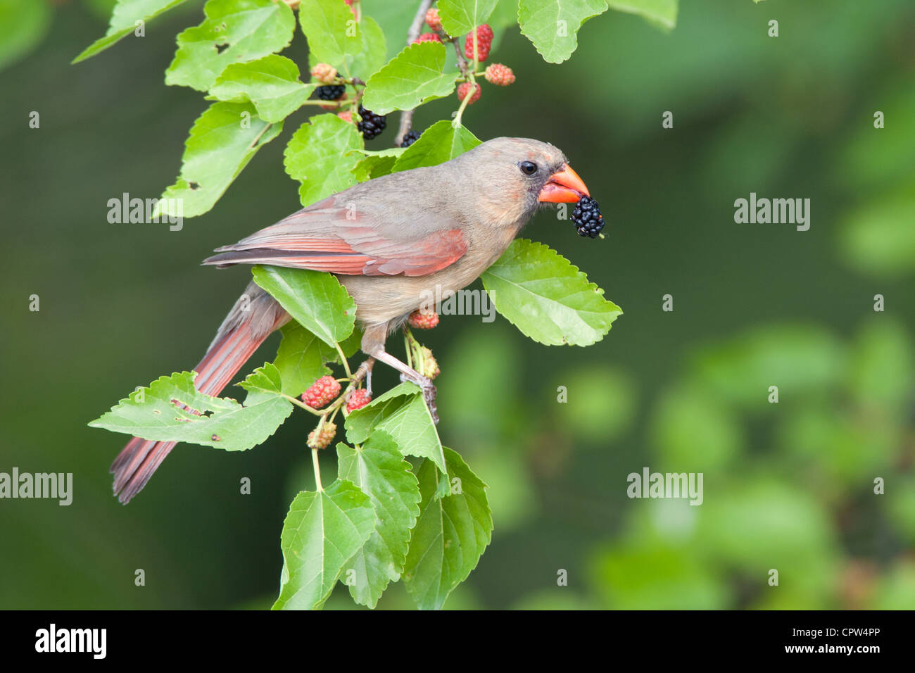 Il Cardinale nord arroccato in Foto Stock
