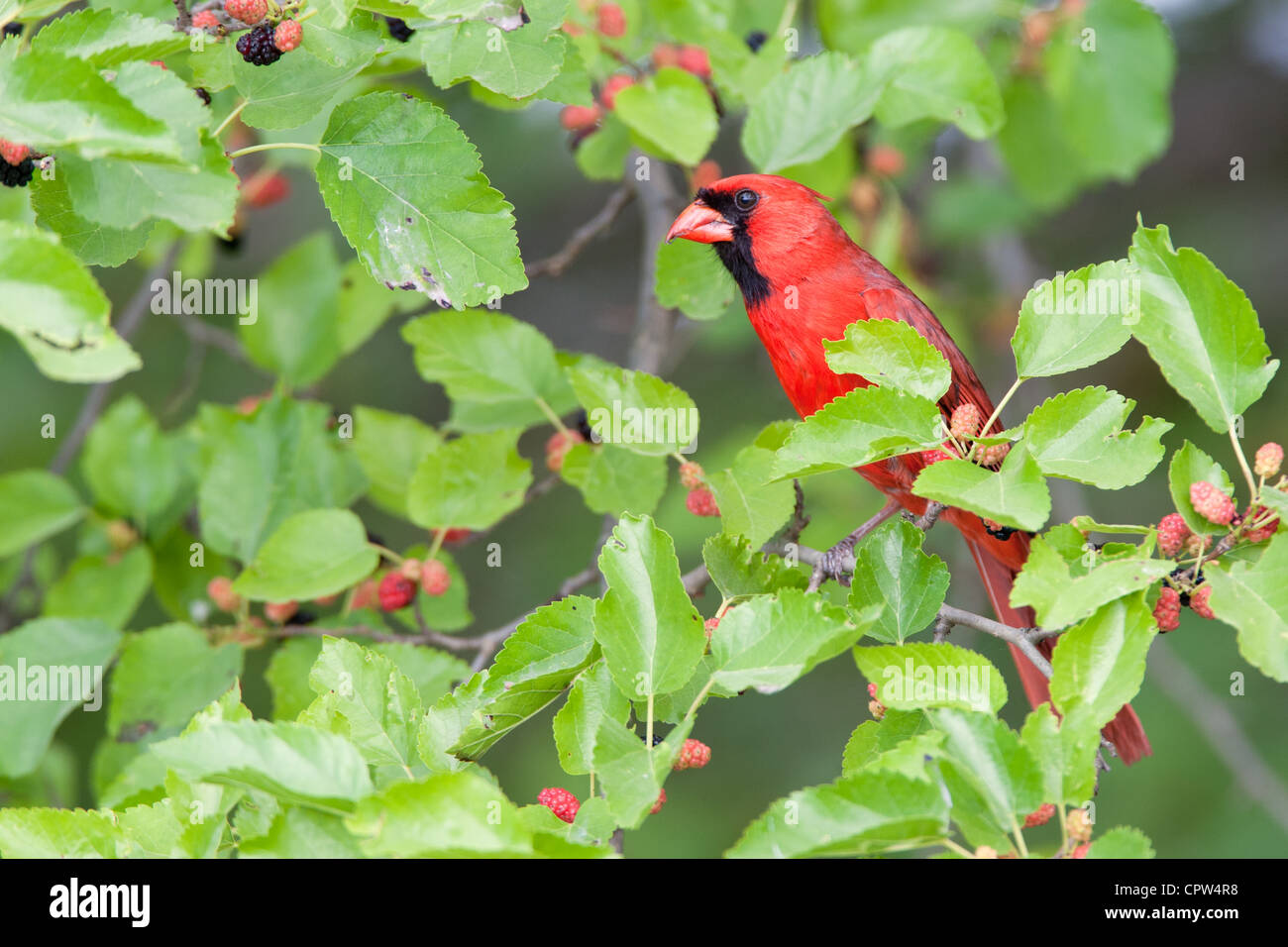 Uccello cardinale del Nord songbird arroccato tra le bacche Foto Stock