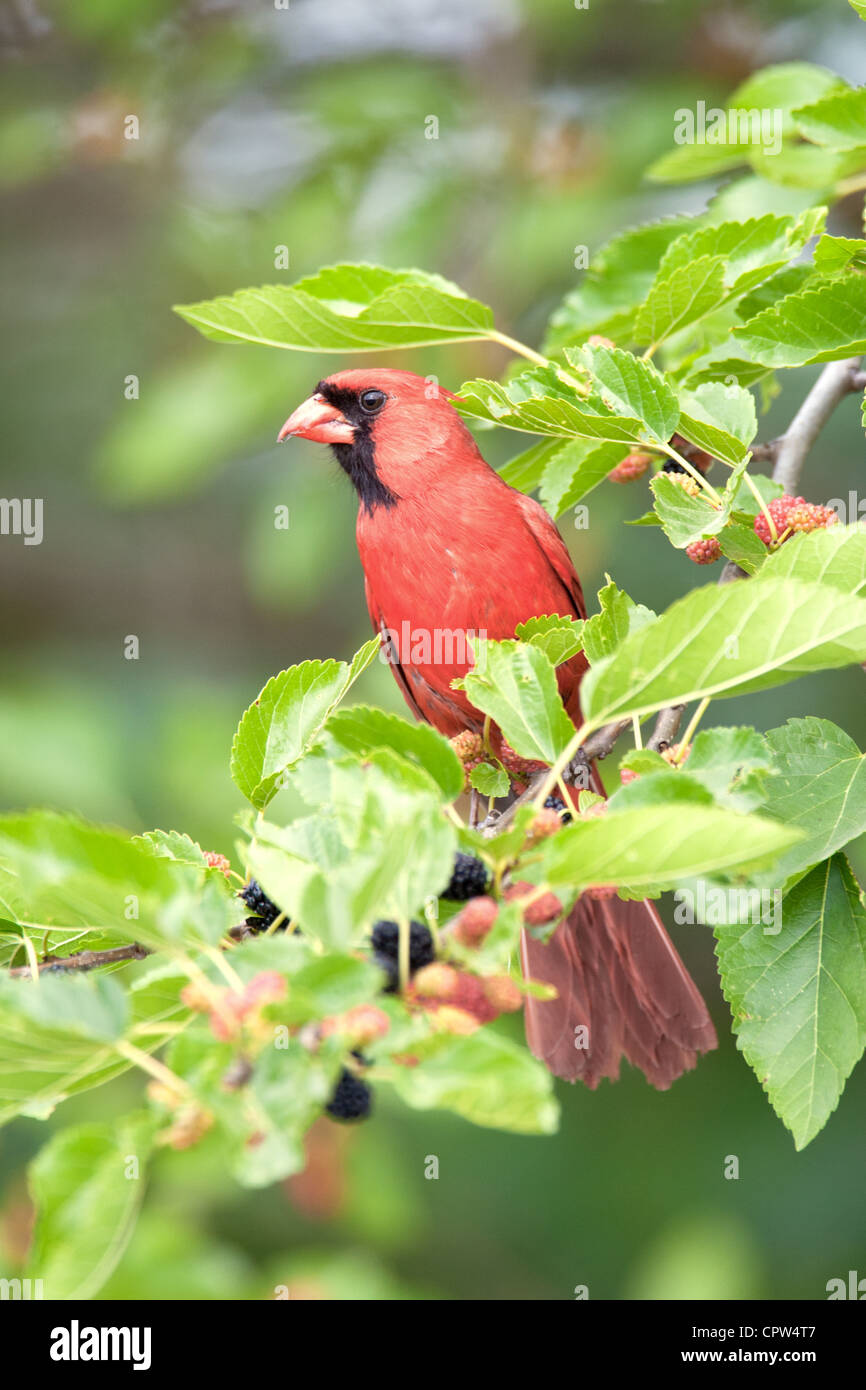 Uccello cardinale settentrionale songbird arroccato sulle bacche - verticale Foto Stock