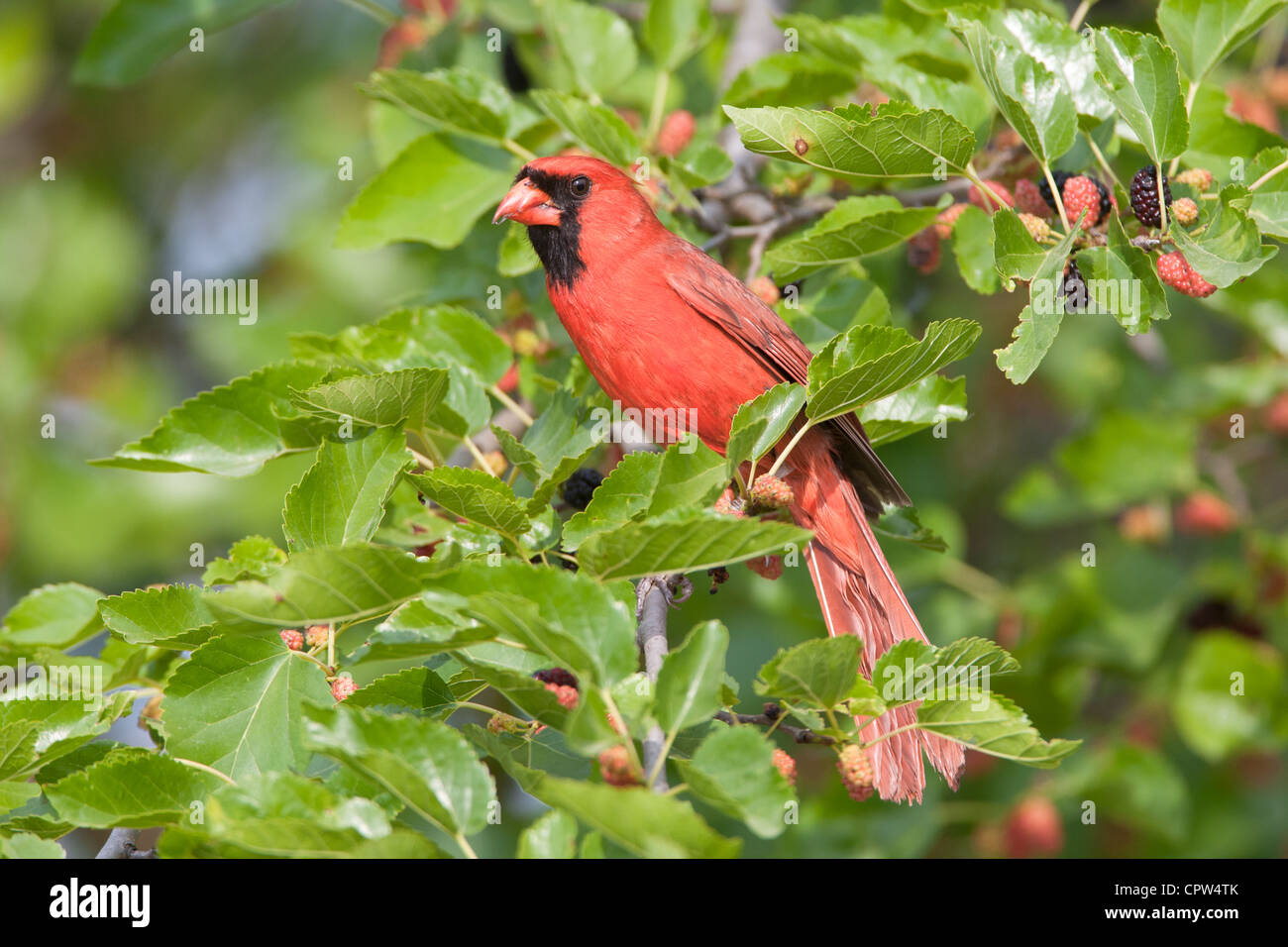 Uccello cardinale del Nord songbird arroccato tra le bacche Foto Stock