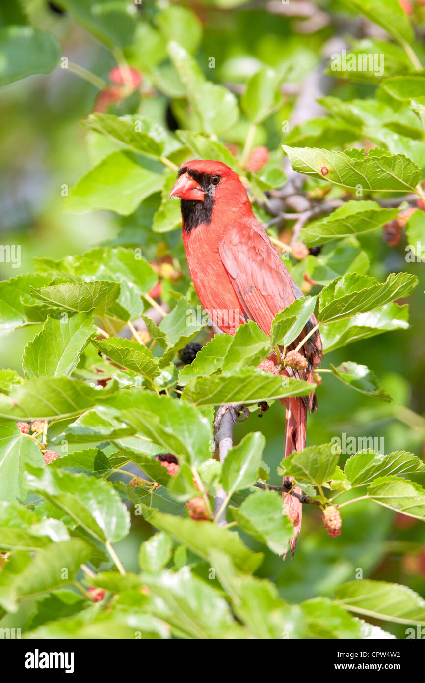 Uccello cardinale del Nord songbird appollaiato in bacche - verticale Foto Stock