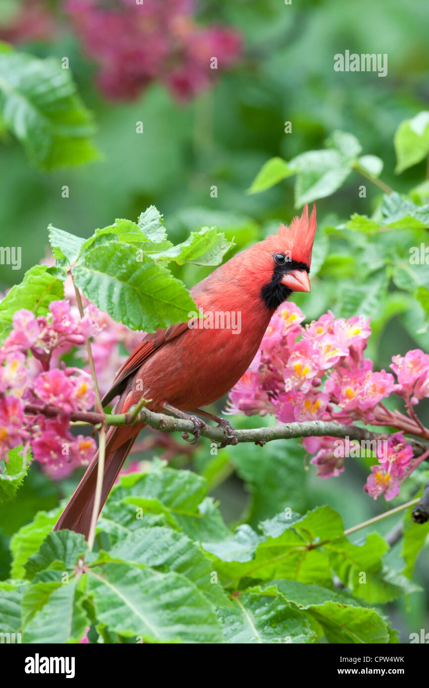 Uccello cardinale del Nord songbird arroccato in fiori di castagno rosso fioritura - verticale Foto Stock