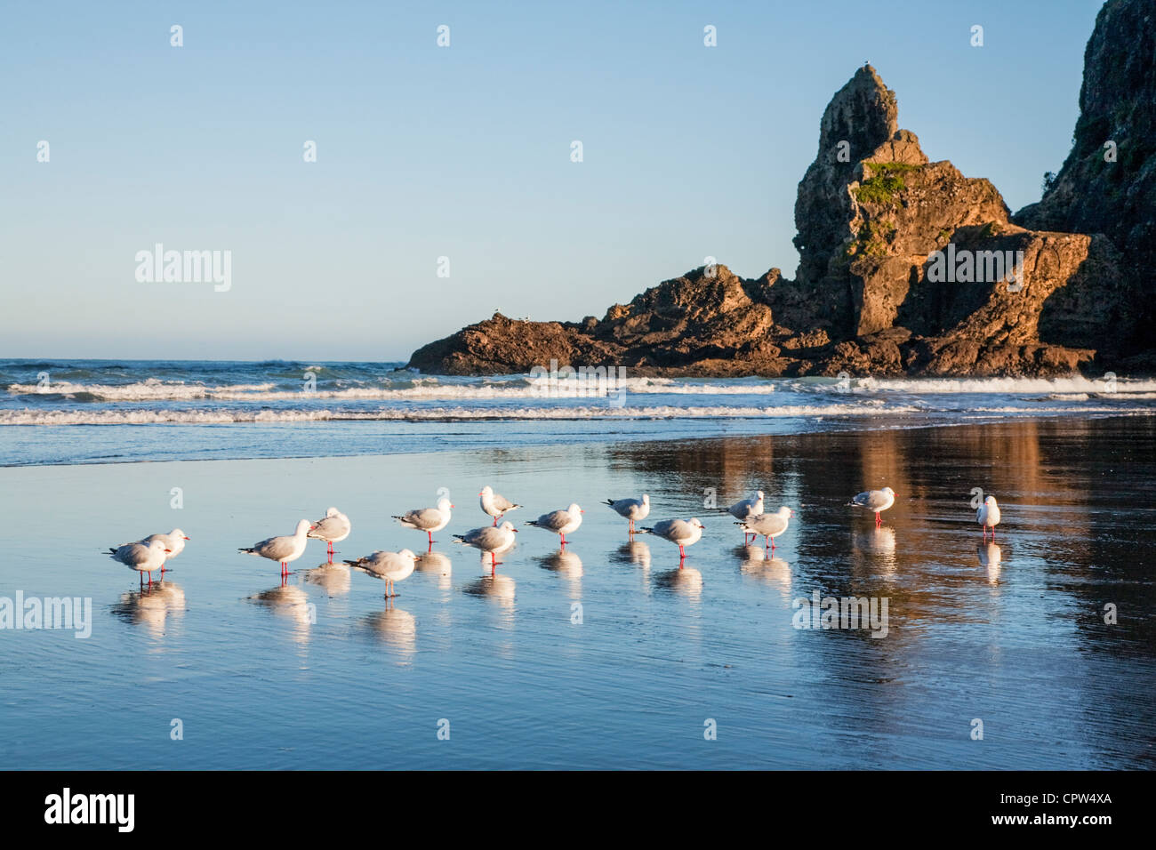 Piha Beach è a Auckland, la costa occidentale, è uno della Nuova Zelanda le più belle spiagge, Foto Stock
