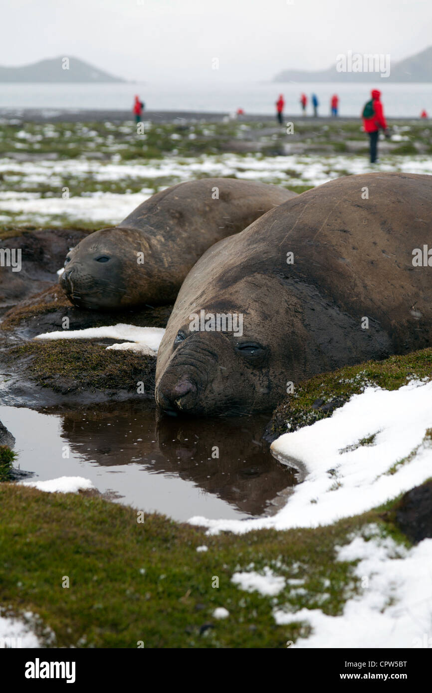 Le guarnizioni di tenuta dell'elefante a Stromness Stazione Baleniera nella neve Foto Stock