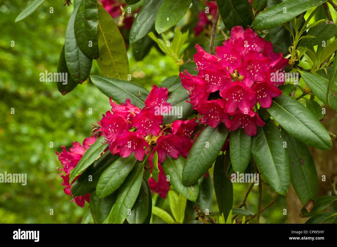 Rododendri in un legno di Norfolk. Fiore nativo del Nepal. Foto Stock