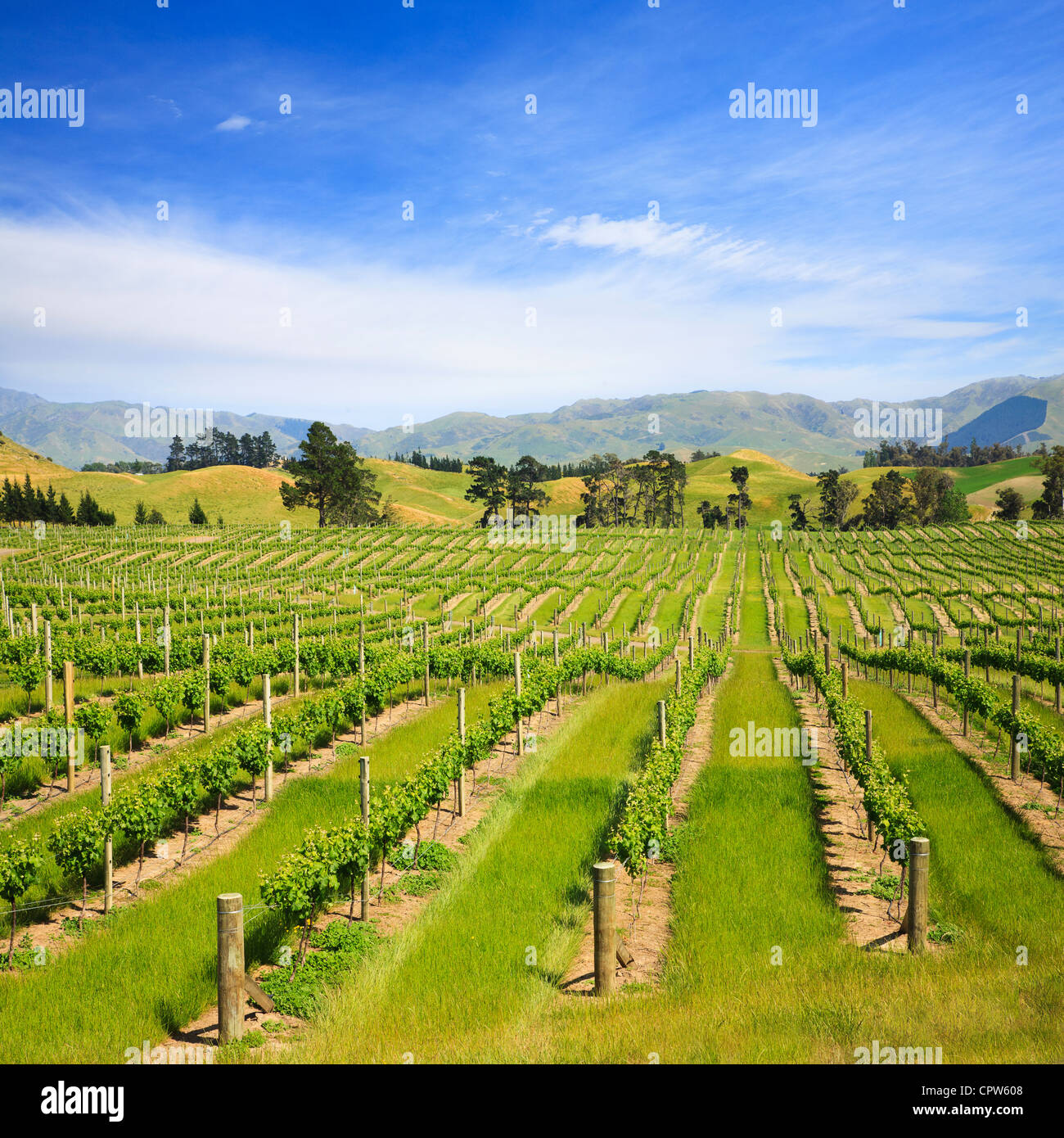 Viti giovani nella regione di Marlborough della Nuova Zelanda. Questa zona è detto di essere il migliore del mondo per il Sauvignon Blanc. Foto Stock