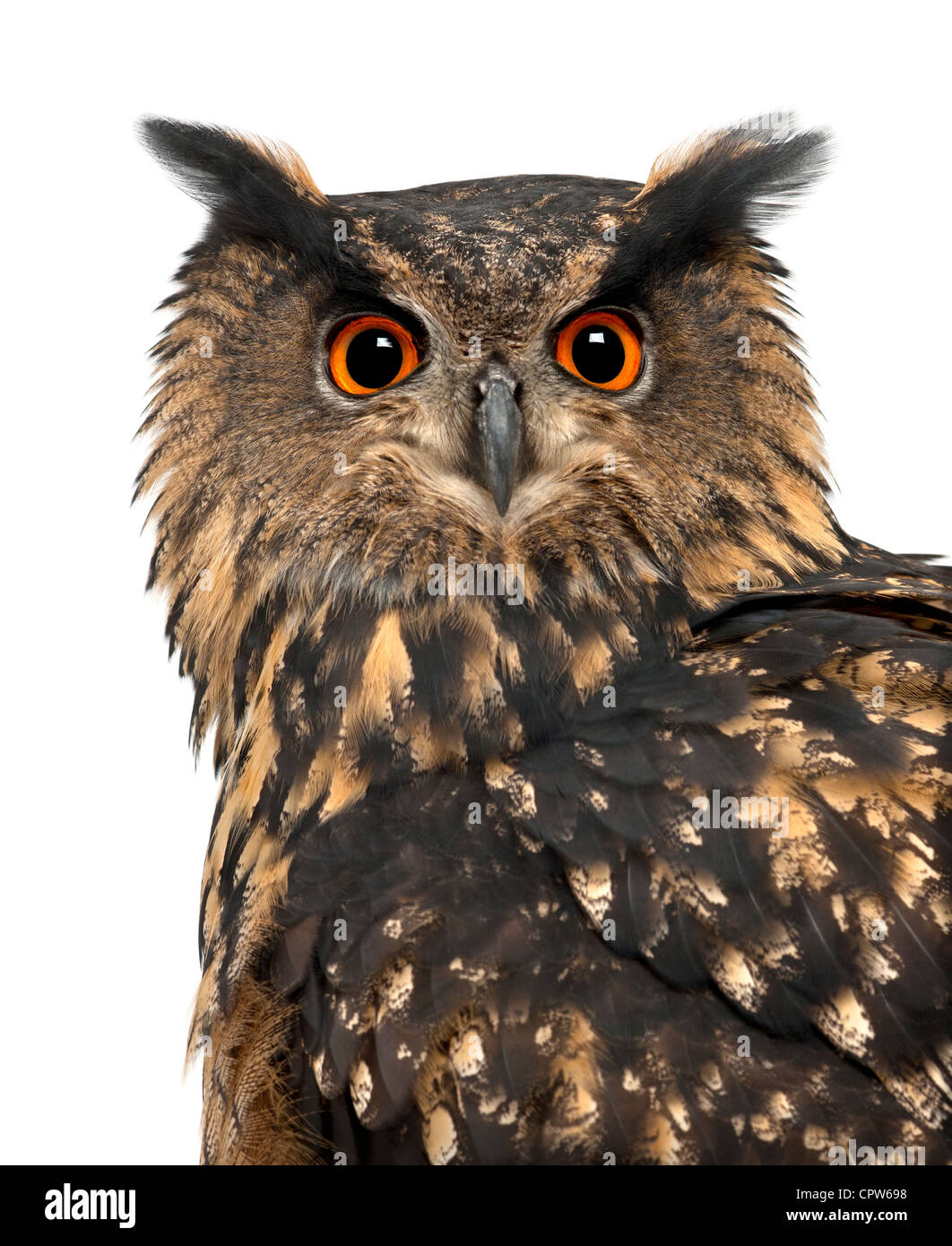 Eurasian Eagle-Owl, Bubo bubo, 15 anni, ritratto contro uno sfondo bianco Foto Stock