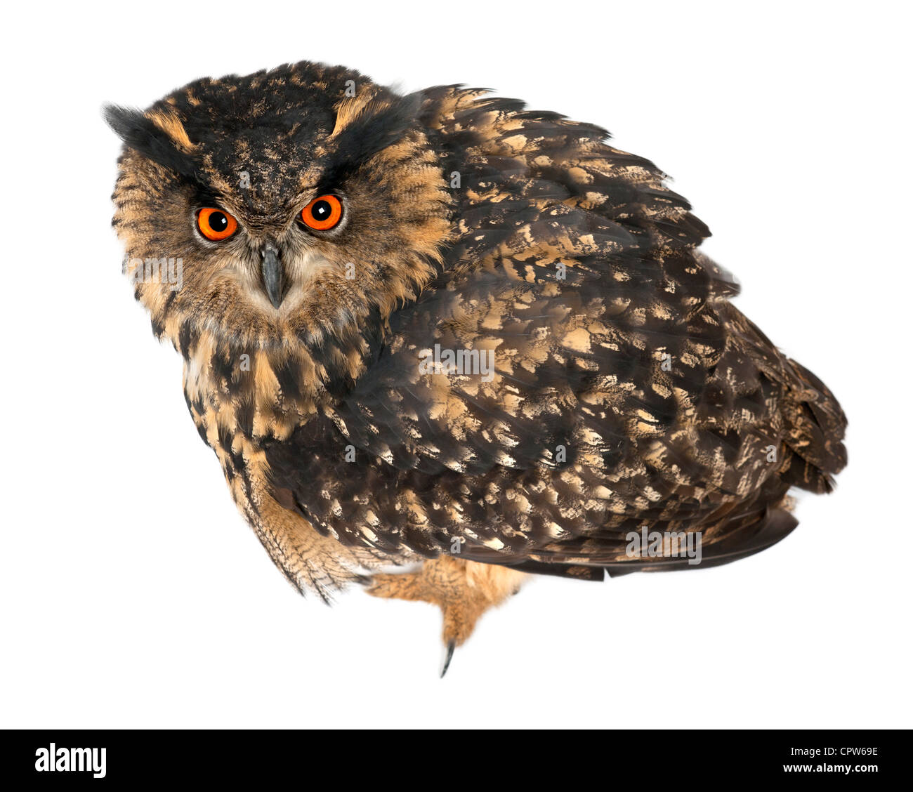 Eurasian Eagle-Owl, Bubo bubo, 15 anni, ritratto contro uno sfondo bianco Foto Stock