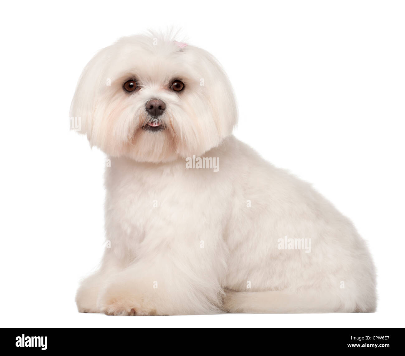 Il Maltese, 1 anno di età, seduti contro uno sfondo bianco Foto Stock