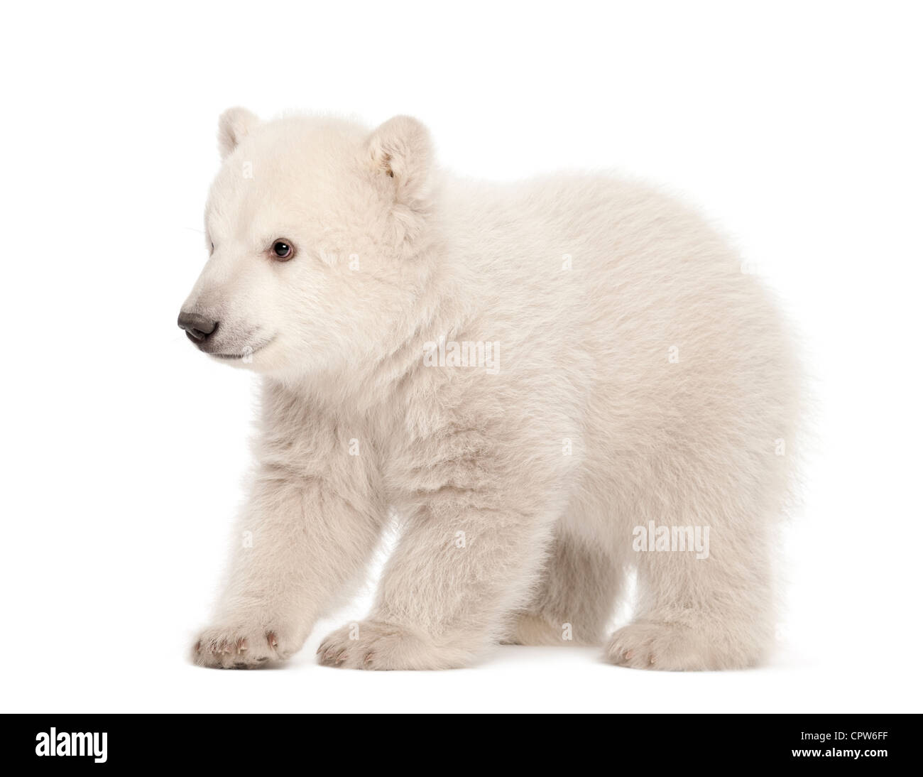 Polar Bear Cub, Ursus maritimus, 3 mesi di età in piedi contro uno sfondo bianco Foto Stock