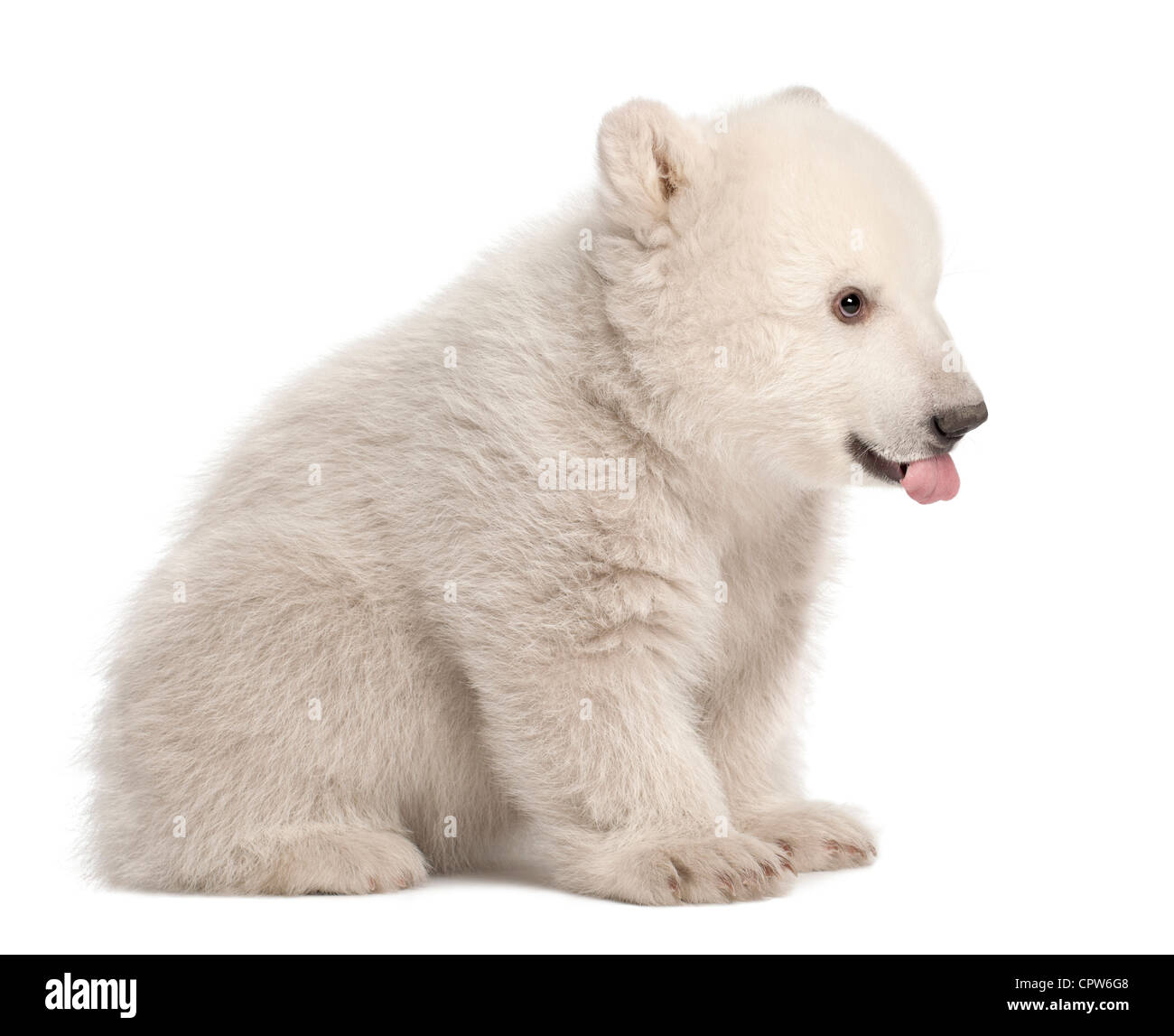 Polar Bear Cub, Ursus maritimus, 3 mesi di età, contro uno sfondo bianco Foto Stock