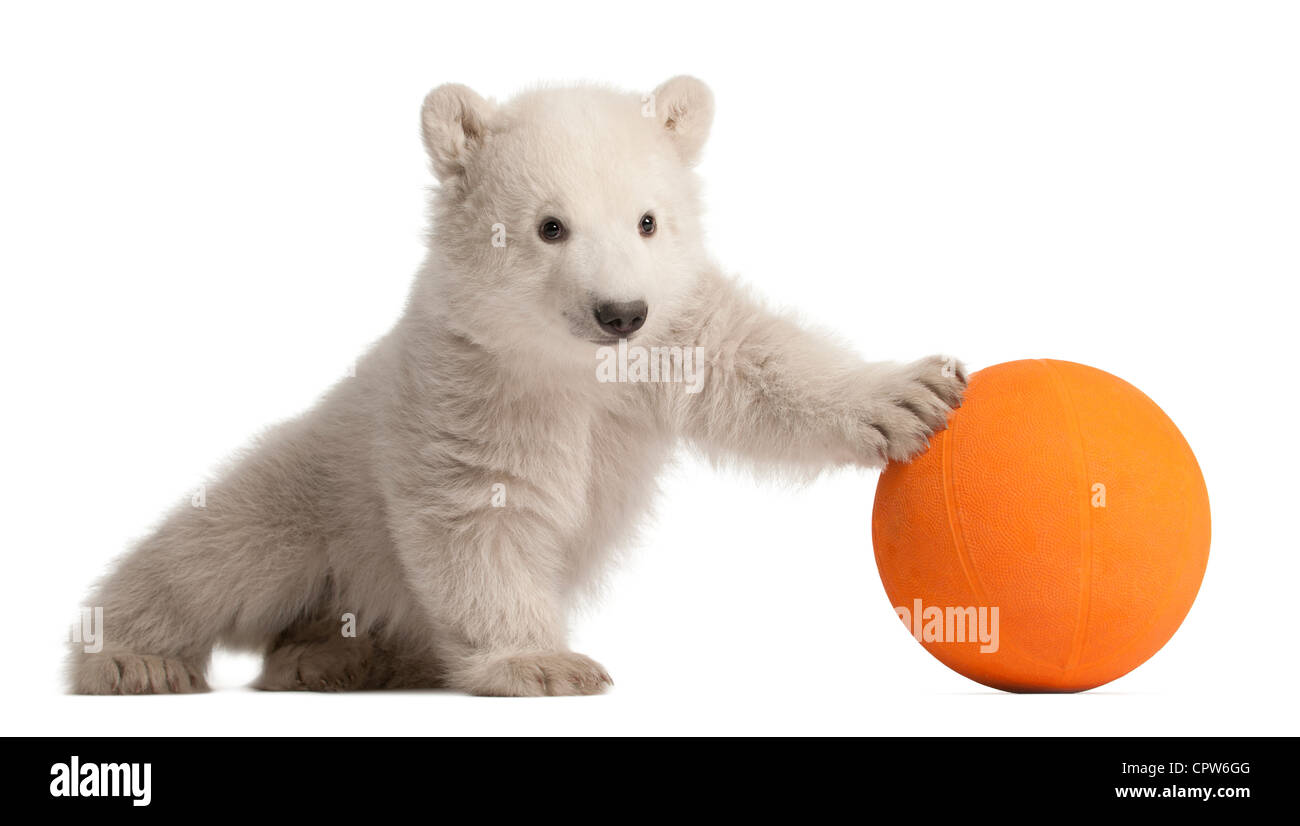 Polar Bear Cub, Ursus maritimus, 3 mesi di età, con sfera arancione contro uno sfondo bianco Foto Stock