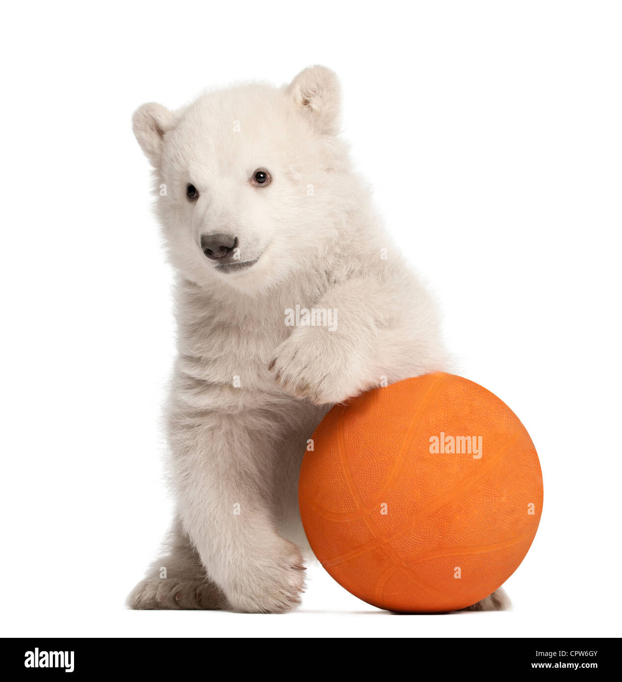 Polar Bear Cub, Ursus maritimus, 3 mesi di età, con sfera arancione contro uno sfondo bianco Foto Stock