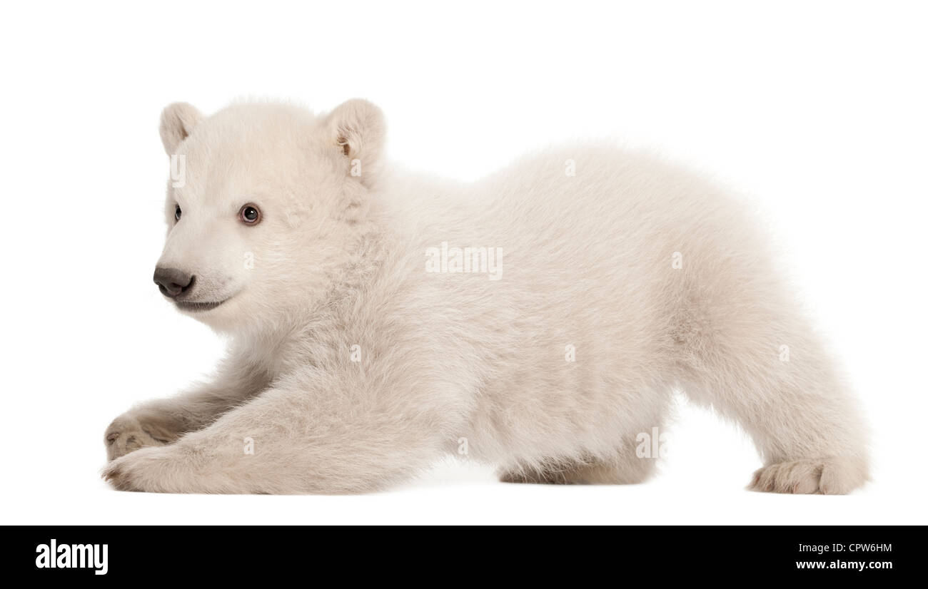 Polar Bear Cub, Ursus maritimus, 3 mesi di età, contro uno sfondo bianco Foto Stock