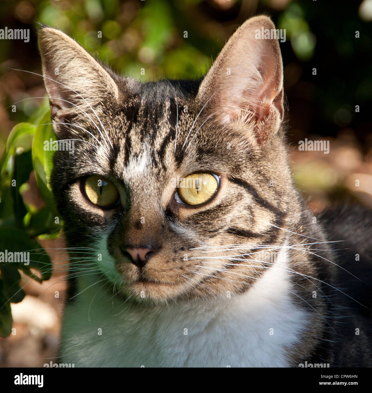 British Shorthair tabby maschio tom cat età di circa 19 mesi i giovani adulti con torace bianco seduti in giardino nel tardo pomeriggio la luce Foto Stock