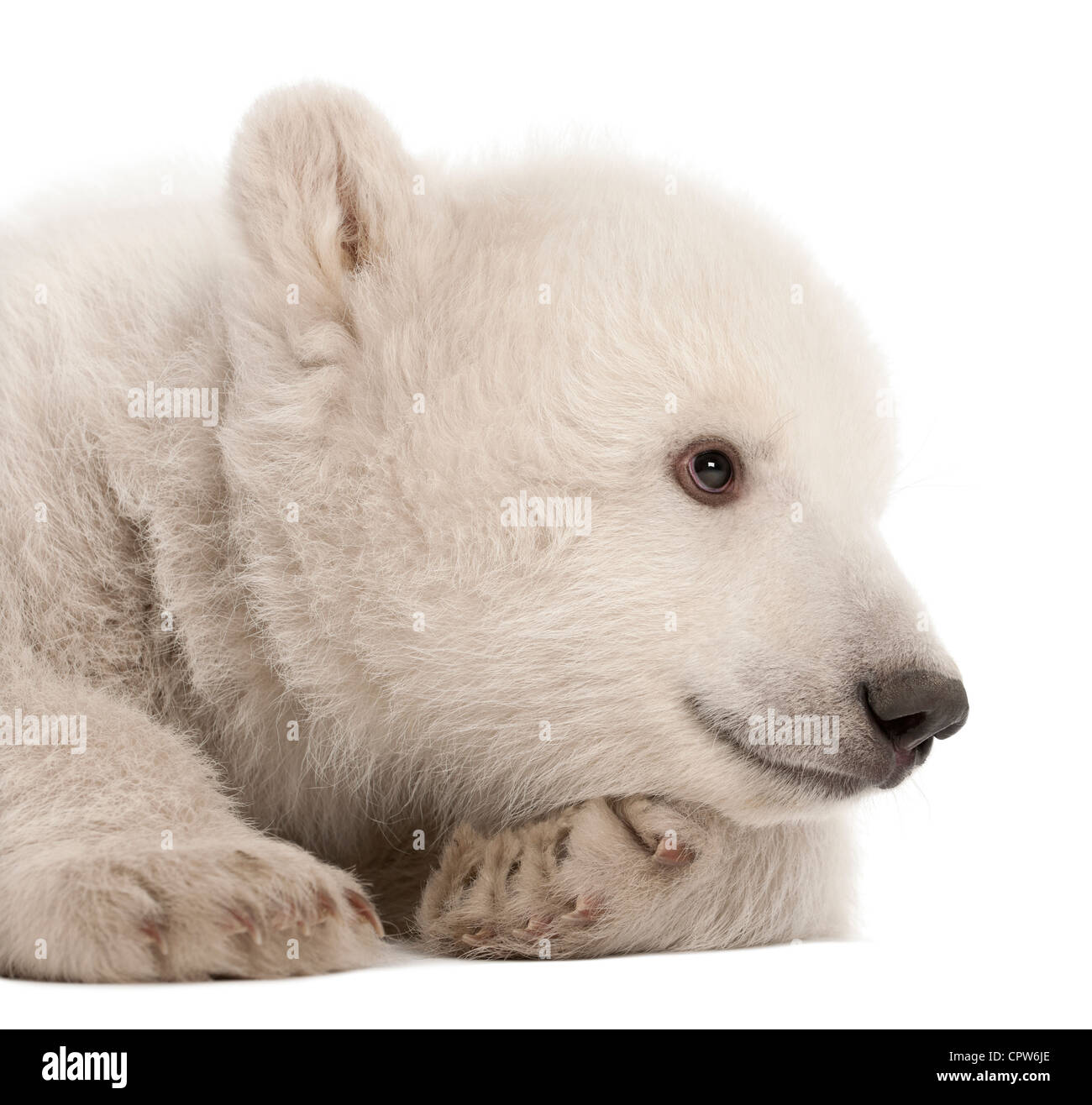 Polar Bear Cub, Ursus maritimus, 3 mesi contro uno sfondo bianco Foto Stock