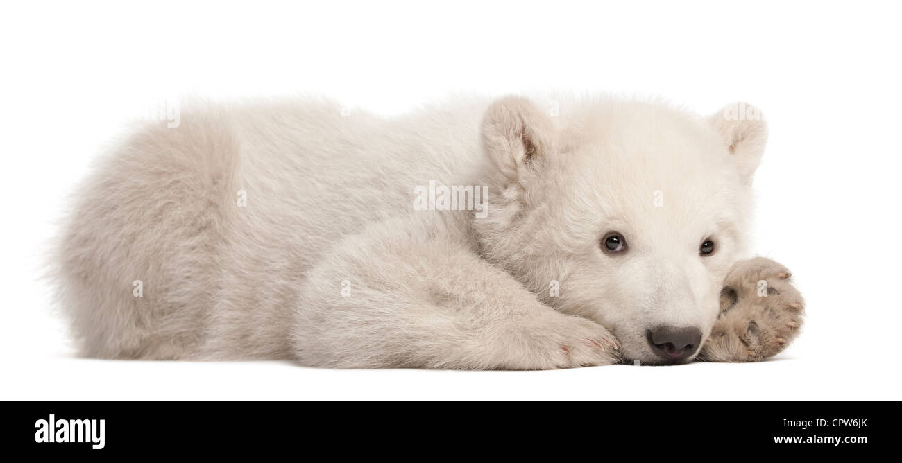 Polar Bear Cub, Ursus maritimus, 3 mesi di età, ritratto contro uno sfondo bianco Foto Stock