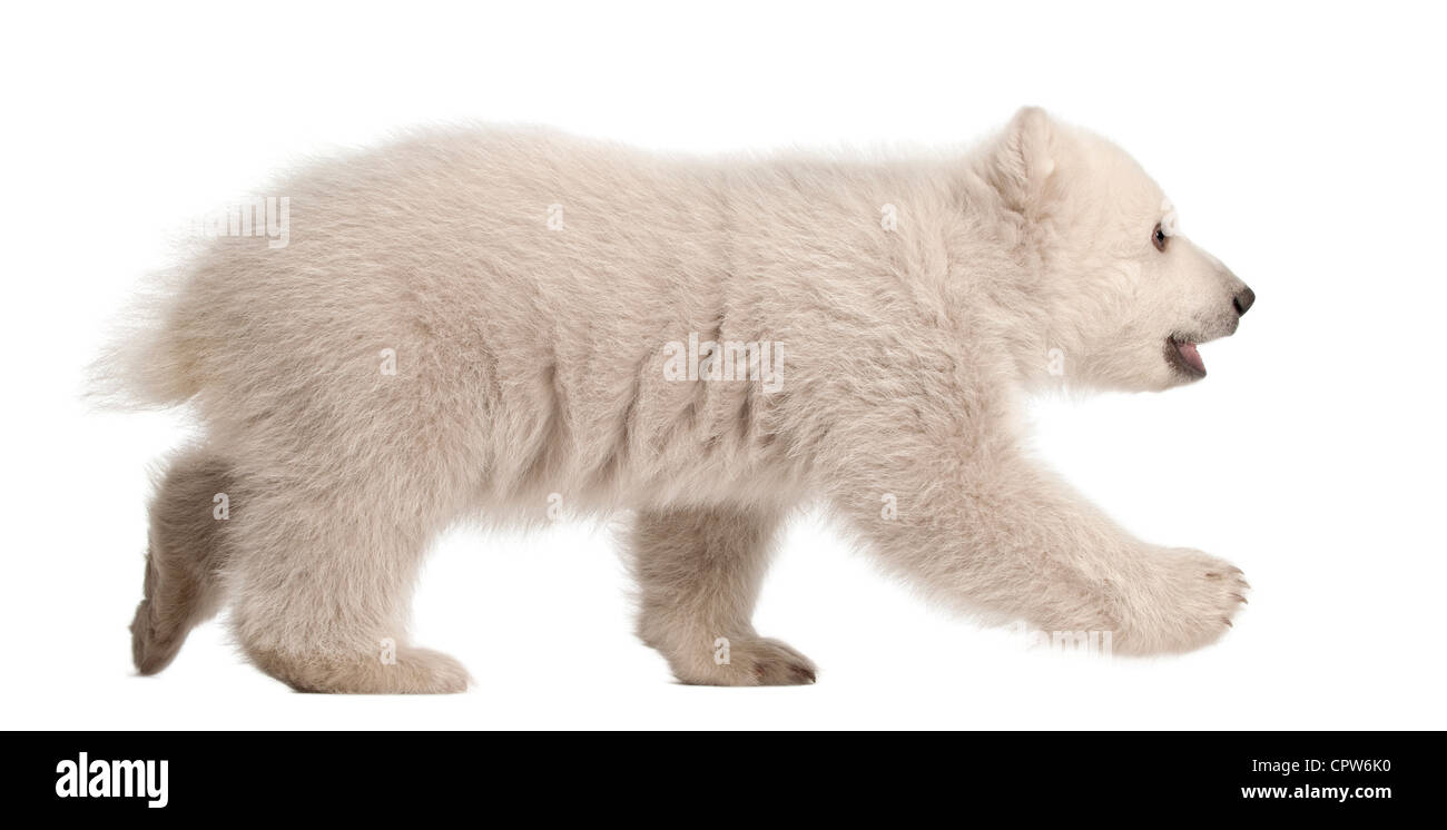 Polar Bear Cub, Ursus maritimus, 3 mesi di età, passeggiate contro uno sfondo bianco Foto Stock