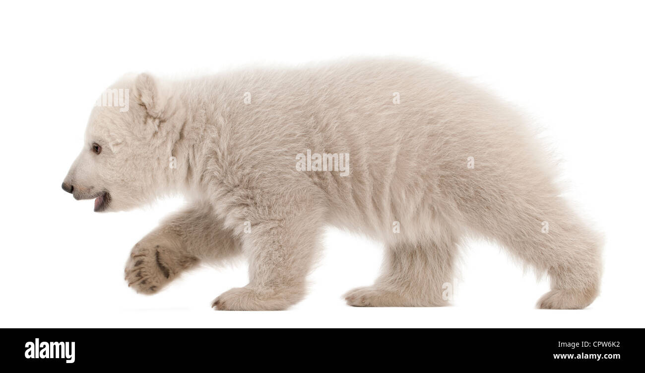 Polar Bear Cub, Ursus maritimus, 3 mesi di età, passeggiate contro uno sfondo bianco Foto Stock