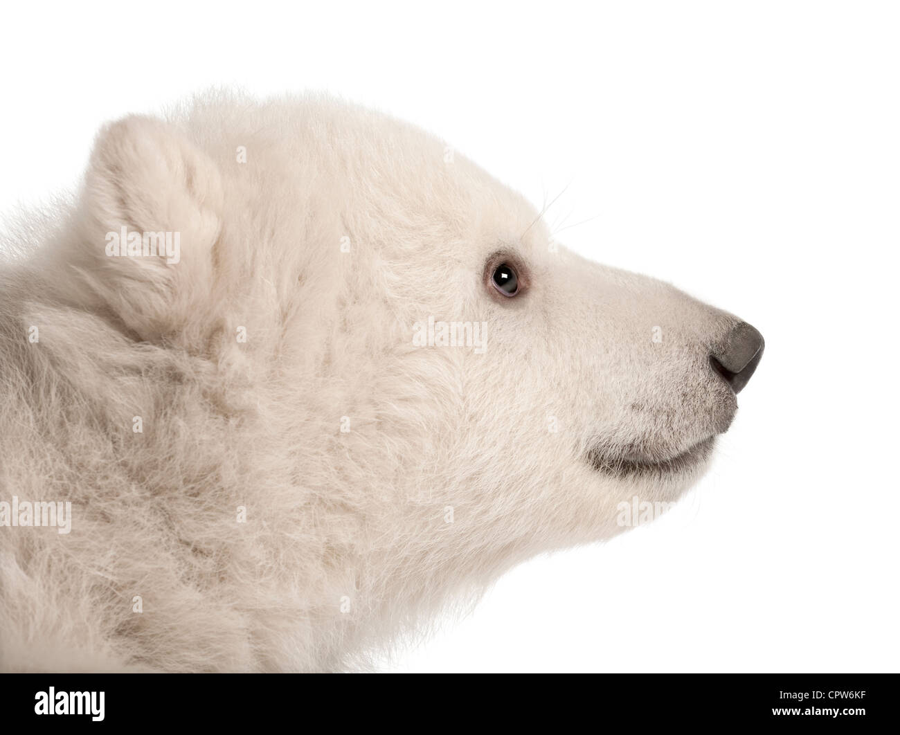 Polar Bear Cub, Ursus maritimus, 3 mesi di età, contro uno sfondo bianco Foto Stock