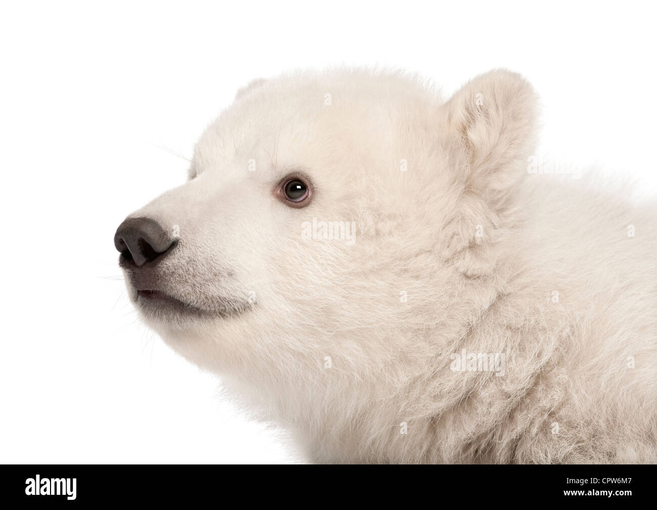 Polar Bear Cub, Ursus maritimus, 3 mesi di età, contro uno sfondo bianco Foto Stock