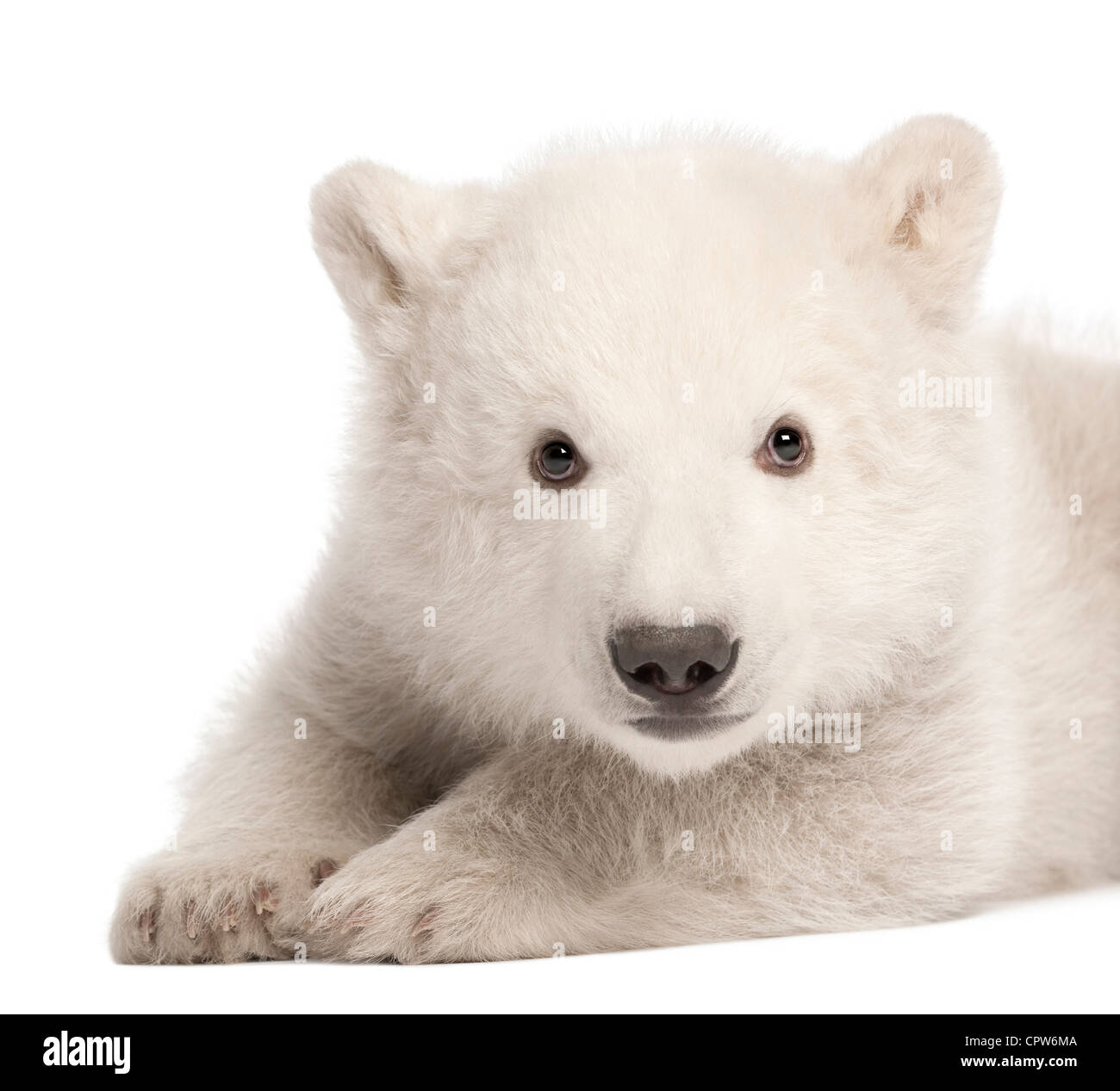 Polar Bear Cub, Ursus maritimus, 3 mesi di età, ritratto contro uno sfondo bianco Foto Stock