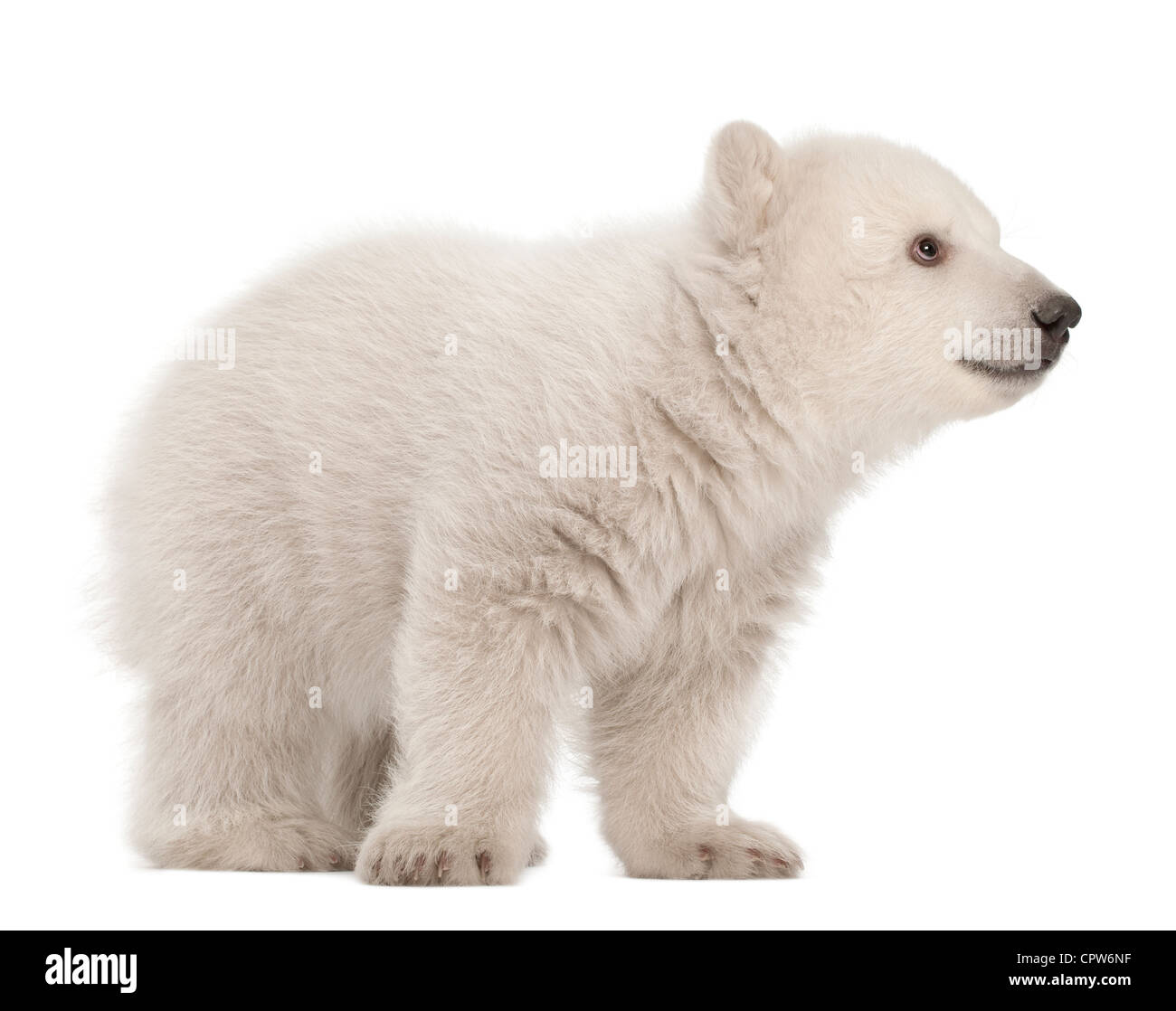 Polar Bear Cub, Ursus maritimus, 3 mesi di età, in piedi contro lo sfondo bianco Foto Stock