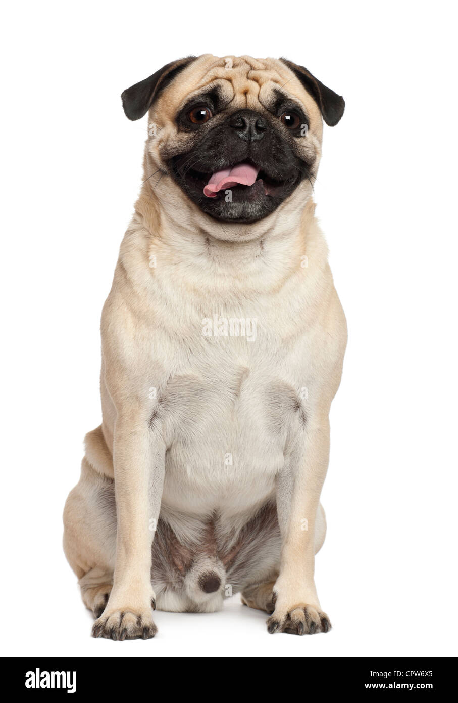 Pug, 3 anni, ritratto seduto contro uno sfondo bianco Foto Stock