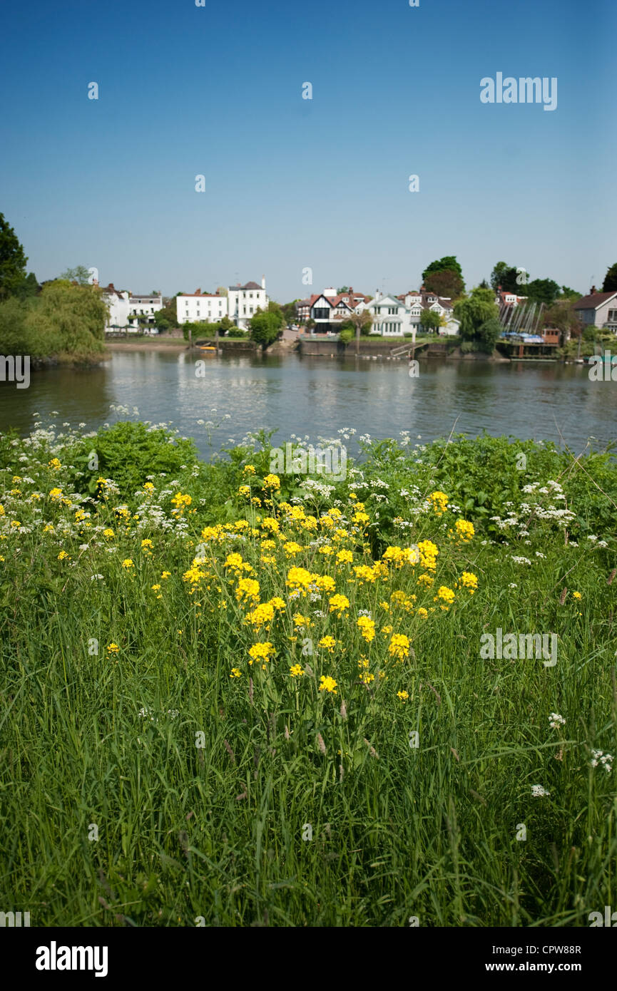 Il fiume Tamigi e torta di Anguilla isola dalla banca di prosciutto sul Tamigi pista ciclabile nel sud ovest di Londra che guarda verso il Twickenham Foto Stock
