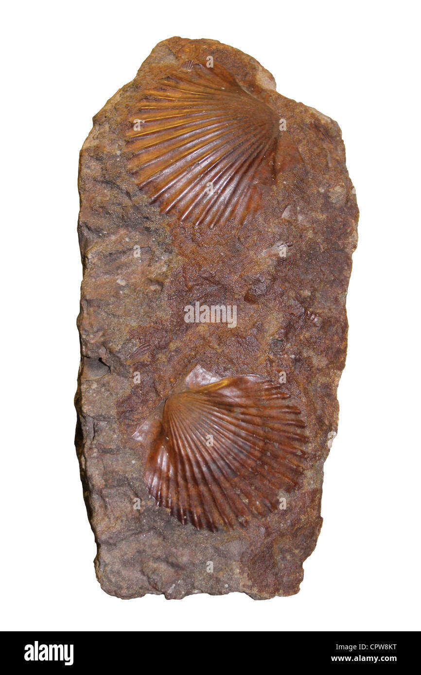 Pecten equivalis Foto Stock