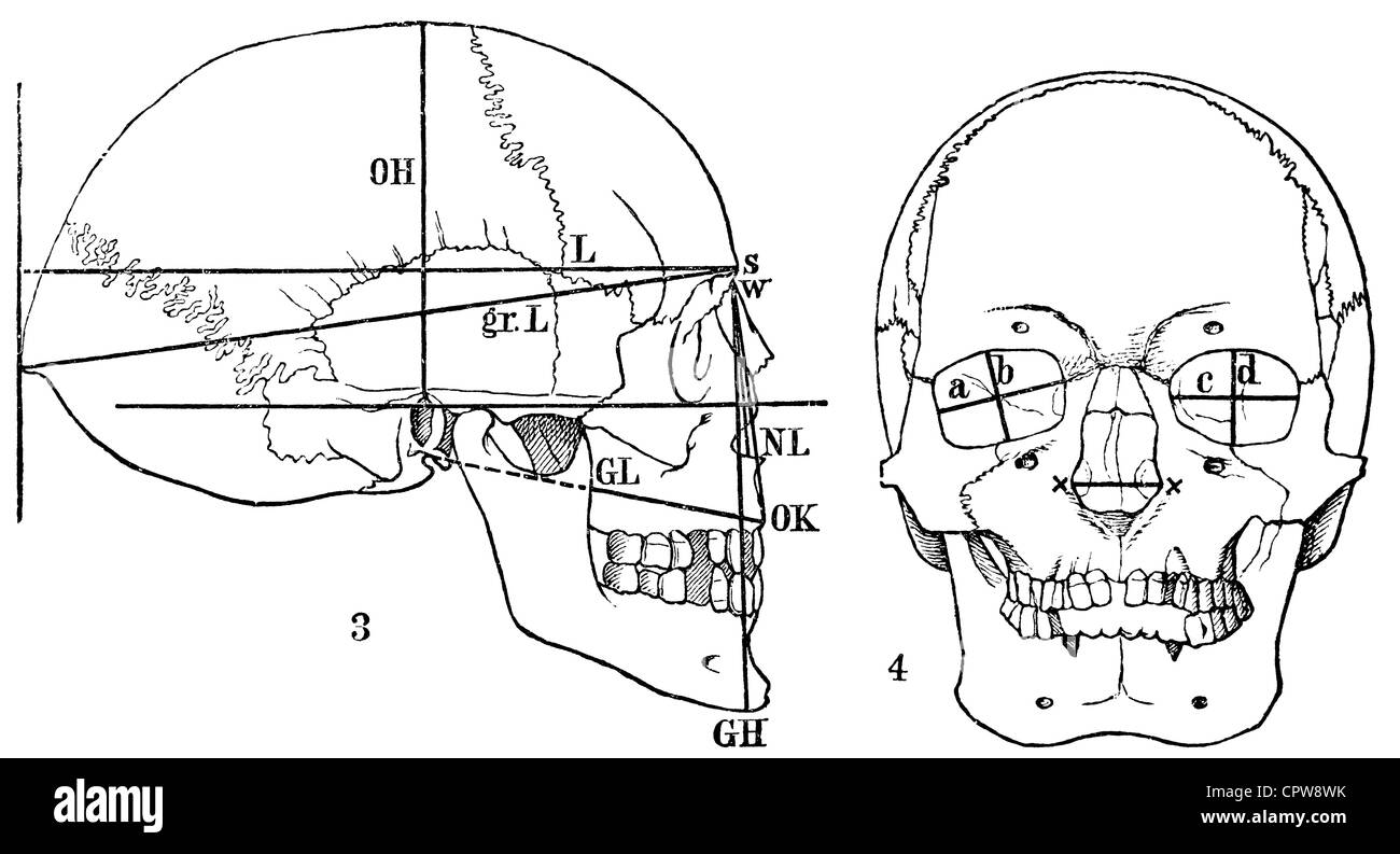 Cranio umano. Antropometria. Pubblicazione del libro "eyers Konversations-Lexikon", volume 7, Lipsia, Germania, 1910 Foto Stock