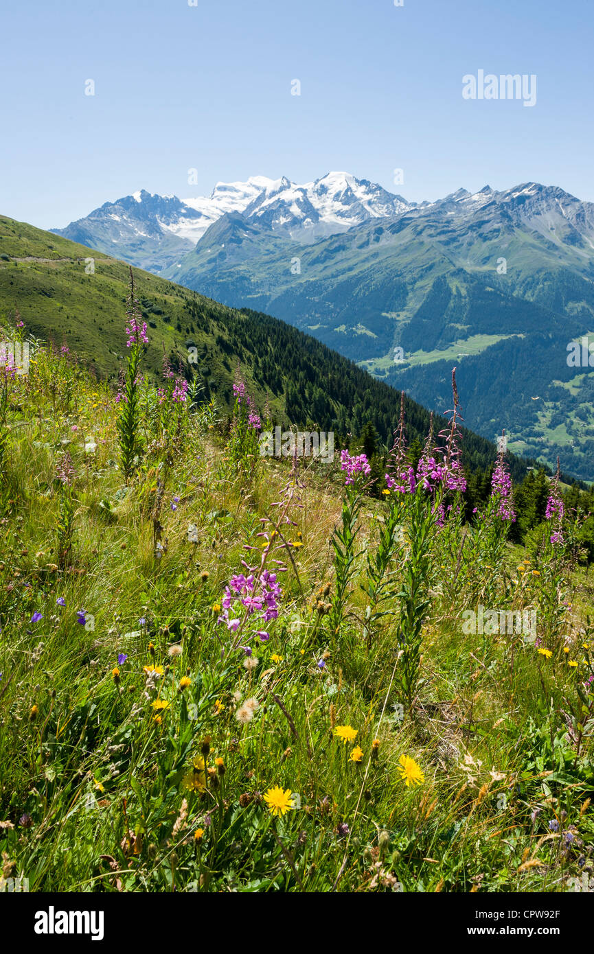 Montagna fiori selvatici in alto sopra Verbier, le montagne svizzere, Svizzera Foto Stock