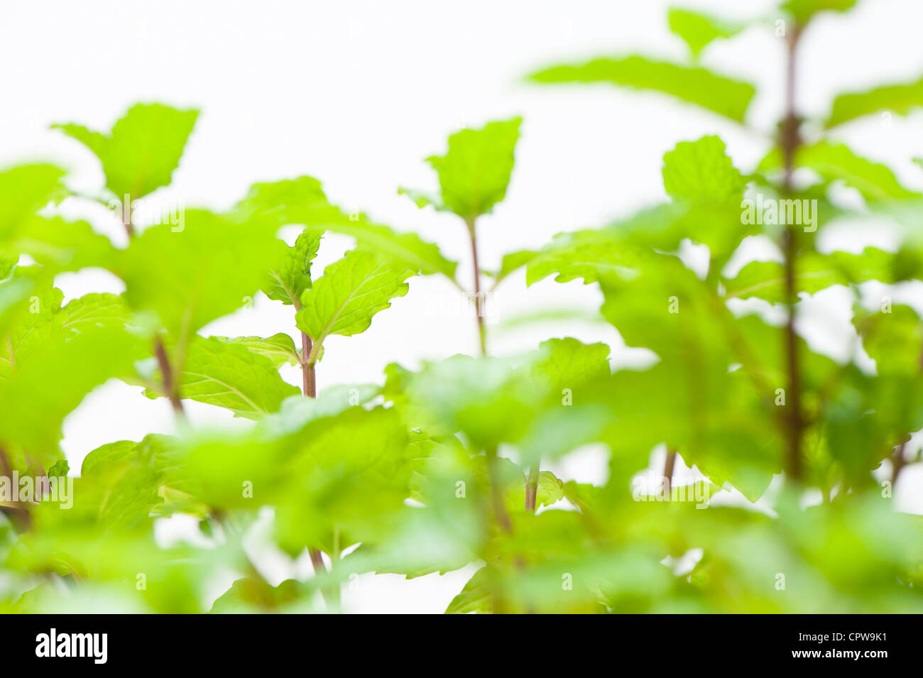 Mentha spicata, o di menta verde menta comune Foto Stock