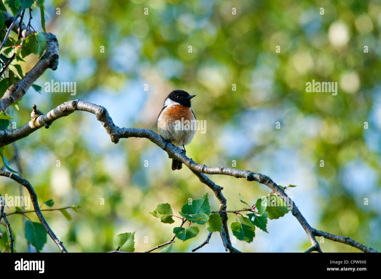 European Stonechat (Saxicola rubicola) Foto Stock