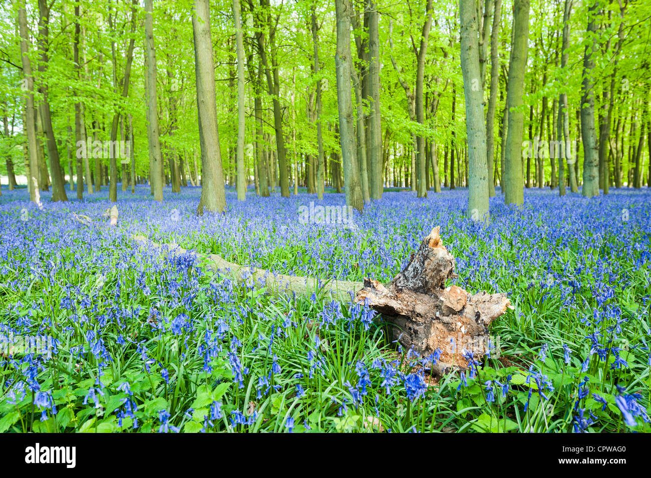 Bluebells in piena fioritura che ricopre il pavimento in un tappeto di colore blu in una bellissima spiaggia tree bosco in Hertfordshire, Inghilterra, Regno Unito Foto Stock