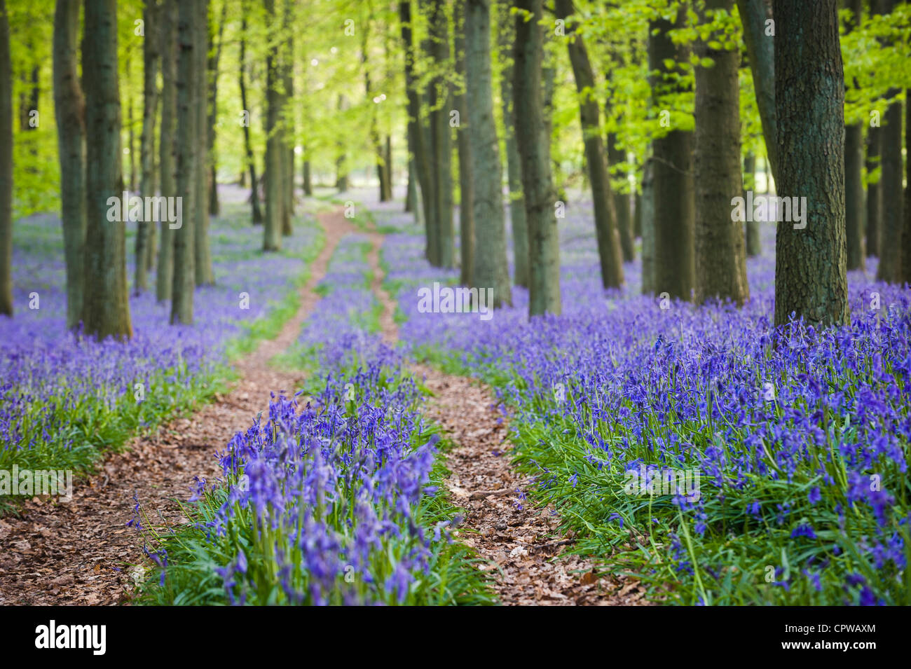 Bluebells in piena fioritura che ricopre il pavimento in un tappeto di colore blu in una bellissima spiaggia tree bosco in Hertfordshire, Inghilterra, Regno Unito Foto Stock