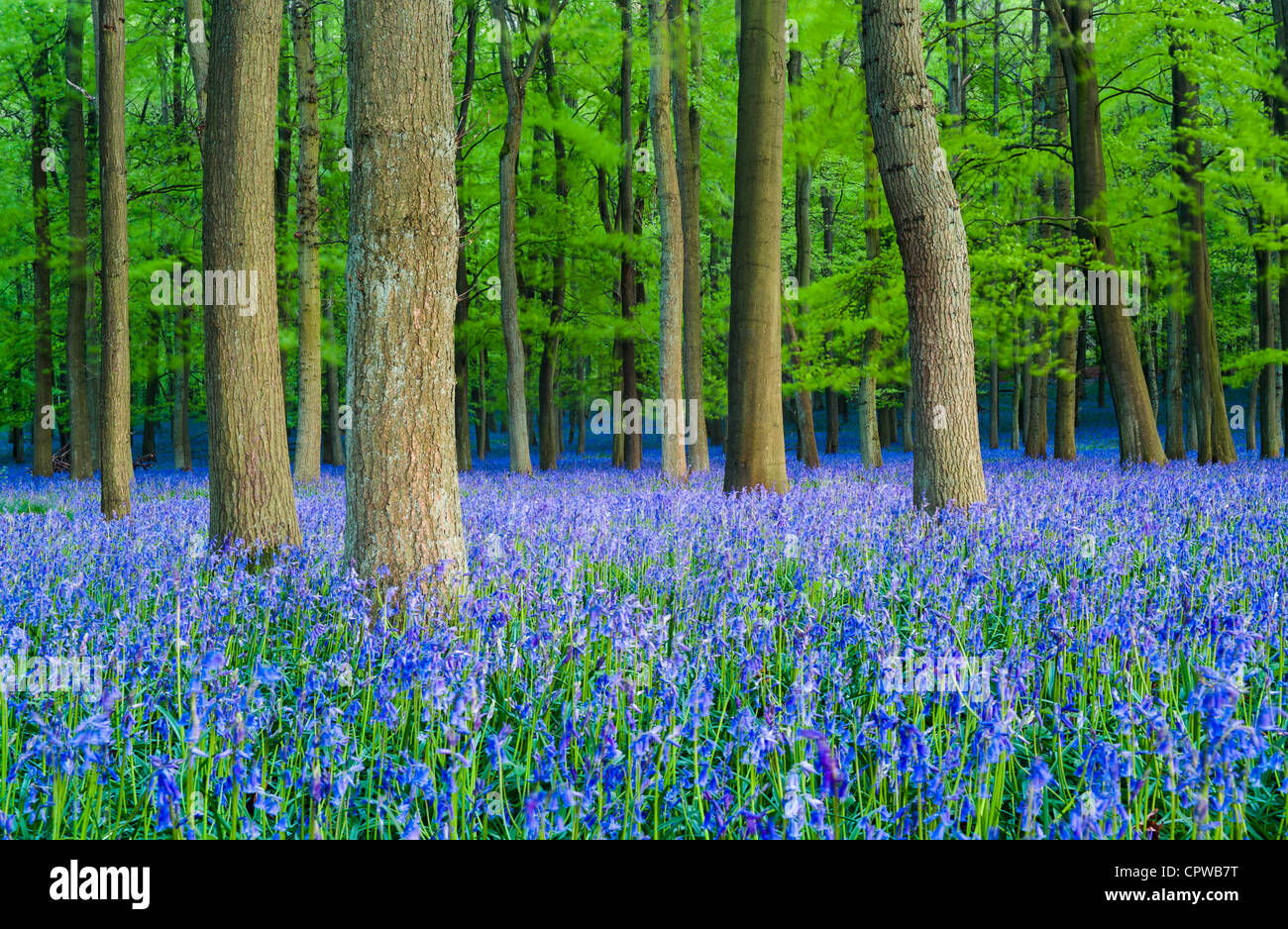 Bluebells in piena fioritura che ricopre il pavimento in un tappeto di colore blu in una bellissima spiaggia tree bosco in Hertfordshire, Inghilterra, Regno Unito Foto Stock